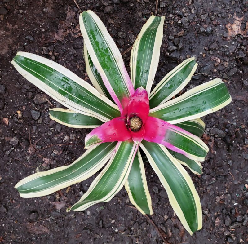 Neoregelia carolinae f. tricolor (8″) | ExtraPlants